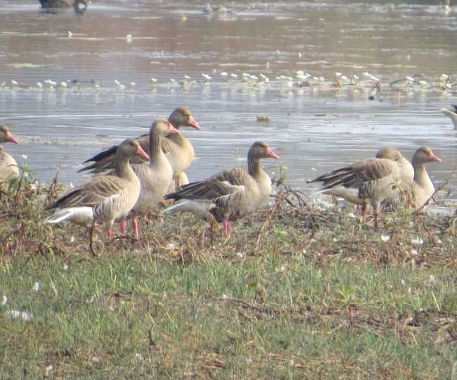 सिरसा की ओटू झील, लोहगढ़ व लुदेसर गांव के जोहड़ में प्रवासी पक्षियों ने बसेरा बनाया हुआ