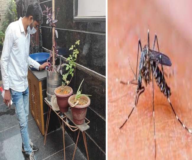 Dengue Alert: फतेहाबाद में पांच दिन बाद फिर डेंगू की दस्तक, एक दिन में आए पांच नए केस