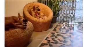 इस वीडियो में एक महिला अपने घर में ढेर सारे कुत्तों को पनाह दिए हुए नजर आ रही है।
