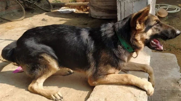गुरुग्राम में युवती को German Shepherd कुत्ते ने काटकर किया घायल