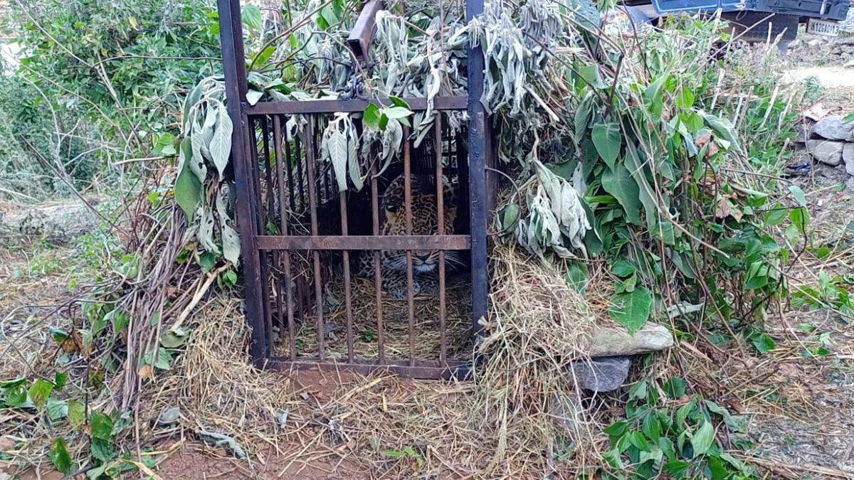 पांच वर्षीय बच्चे को निवाला बनाने वाला गुलदार तड़के पिंजड़े में कैद हो गया।