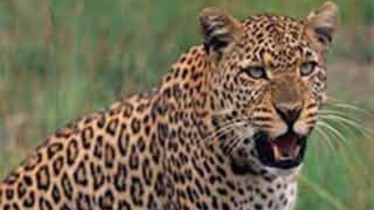 leopard attacked and killed a boy in balrampur