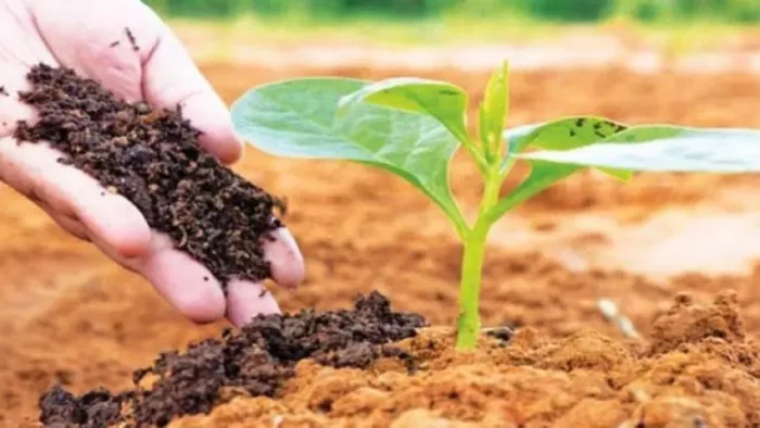 प्राकृतिक खेती पर वैज्ञानिक रिसर्च पेपर तैयार करेगा हरियाणा। सांकेतिक फोटो