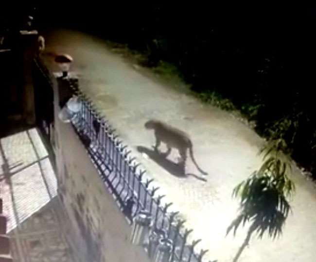 तेंदुए और हाथी का आतंक बढ़ा, वन विभाग की टीम कर रही गश्‍त