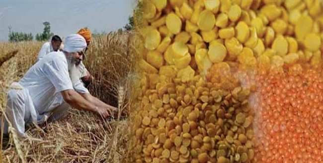 रबी की फसलों के बचाव के लिए कीटनाशक का करना होगा छिड़काव, करें खेत की ...