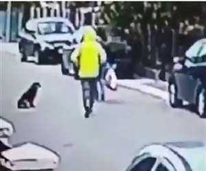 स्ट्रीट डॉग ने राहगीर की मदद कर मानवता की मिसाल पेश की है।