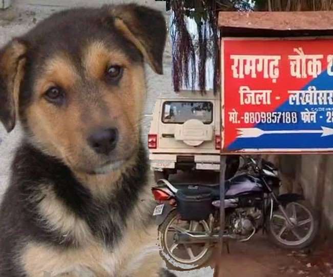 https://www.jagranimages.com/images/newimg/24122021/24_12_2021-dog_complaint_in_bihar_22321727.jpg