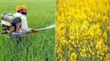 रबी की खेती चरम पर , गेंहू और तिलहन फसलों का रकबा बढ़ा