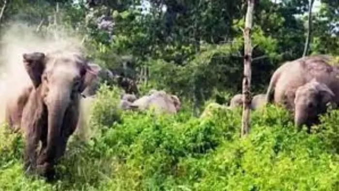 Jharkhand News: गिरिडीह में हाथियों का आतंक, घर-स्कूल तोड़ डाले... फसलों को भी रौंदा