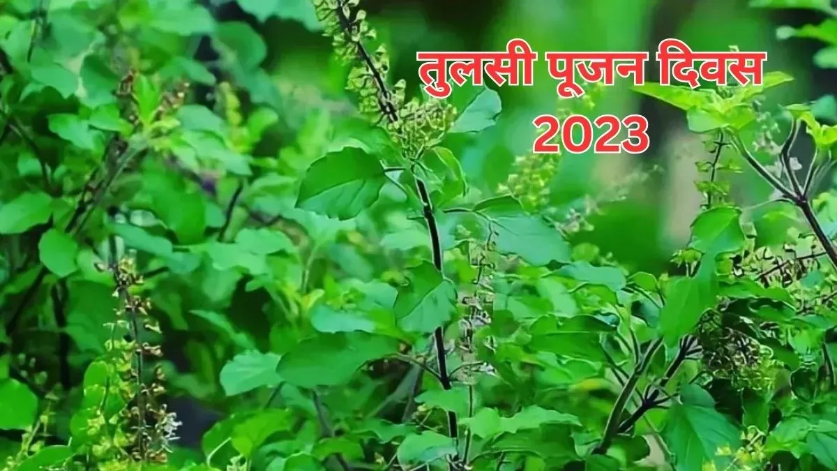 TulsI Diwas 2023: तुलसी दिवस पर पूजा के समय इन मंत्रों का करें जाप, कभी खाली नहीं होगी आपकी तिजोरी
