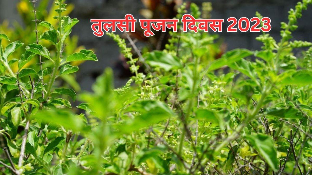 tulsi pujan diwas 2023 recite this powerful stotra on tulsi pujan day goddess lakshmi will be pleased