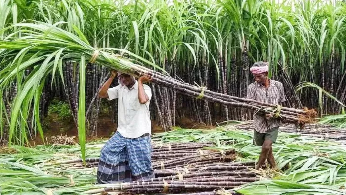 प्रस्तुति के लिए इस्तेमाल की गई तस्वीर