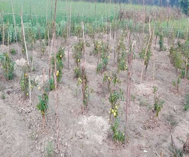 https://www.jagranimages.com/images/newimg/25012021/25_01_2021-agriculture_bagha_21306859.jpg
