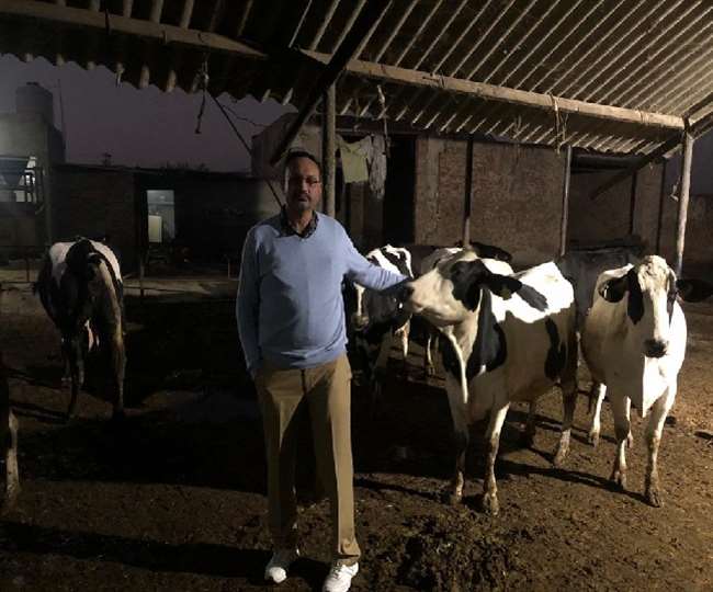 पशु पालक गुरविंद्र सिंह गाय डेयरी फार्मिंग से लाखों कमा रहे।