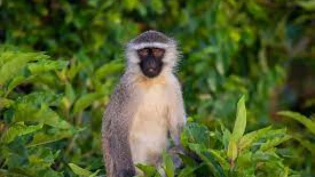 सिंट मार्टेन में वर्वेट बंदरों की आबादी को 3 साल में किया जाएगा खत्म