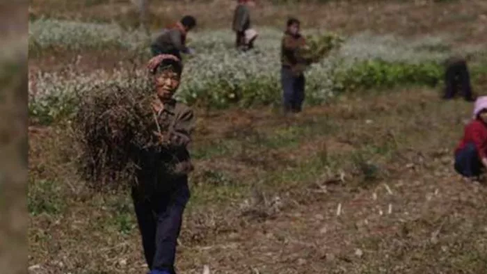 उत्तर कोरिया में खाद्य संकट की अटकलें तेज