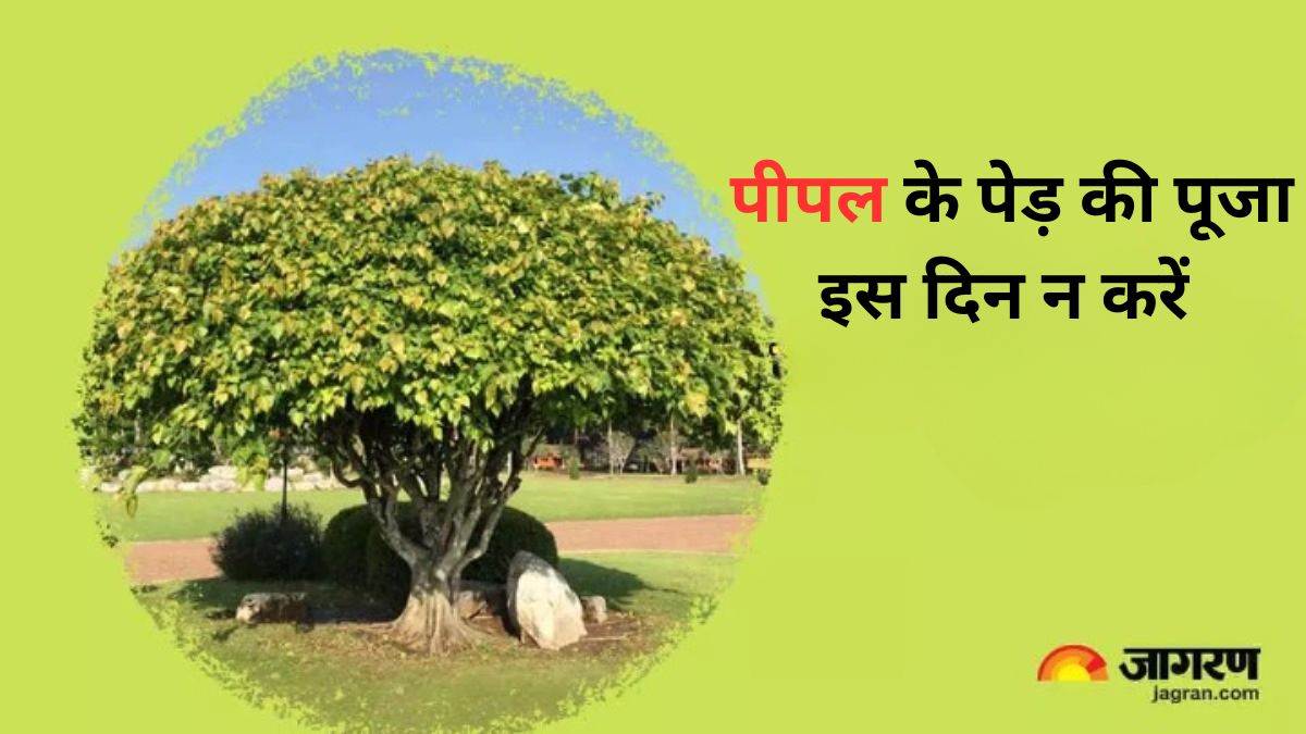 https://www.jagranimages.com/images/newimg/25022024/25_02_2024-peepal__puja_23660924.jpg