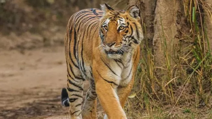 Uttarakhand Zoo: उत्तराखंड के इस चिड़ियाघर में आप देख सकेंगे Tiger, भेजे जा रहे ढेला रेस्क्यू सेंटर के दो बाघ