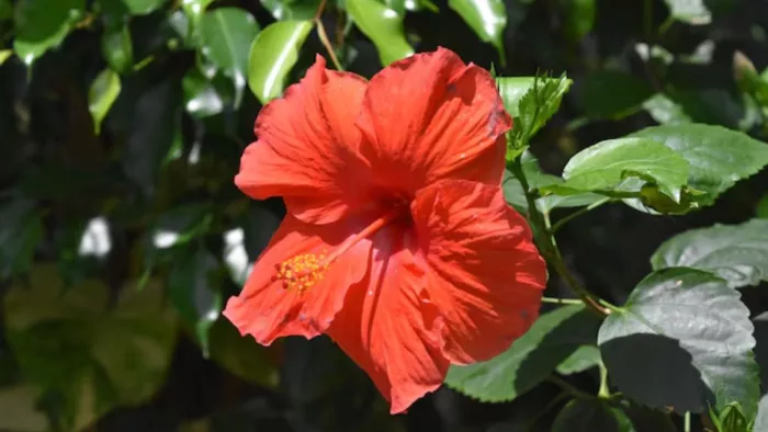 Hibiscus का नया पौधा लगाने के लिए करें स्टेम कटिंग तकनीक का इस्तेमाल (Picture Courtesy: Freepik)