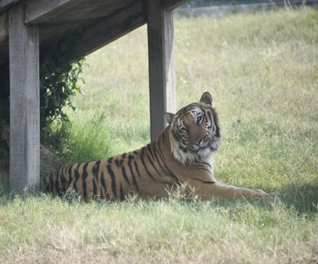 tiger and leopard habitat in maharajganj is in danger due to forest smugglers