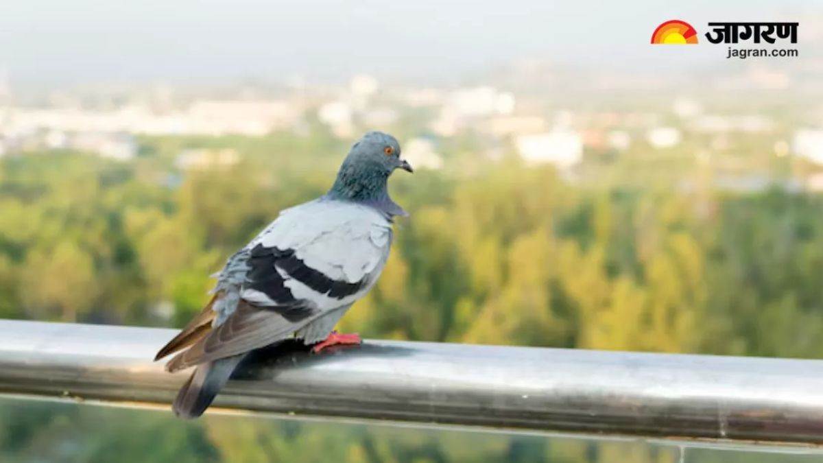ncr pigeon love is increasing serious diseases in delhi children and elderly are most at risk
