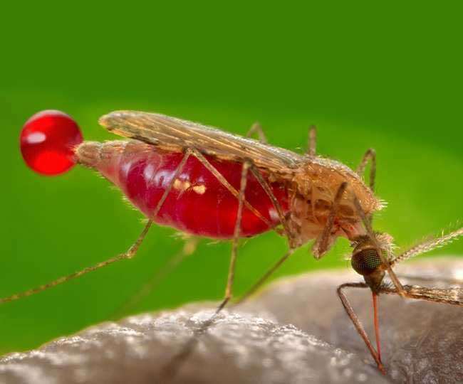 World Malaria Day 2020: जानें, क्यों होता है मलेरिया और कब यह जानलेवा हो जाता है !