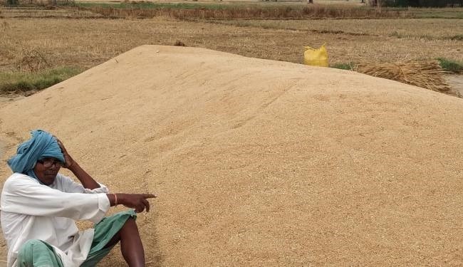 गेहूं की अधिप्राप्ति पर संक्रमण का साया, बाजार भाव भी हुआ कम