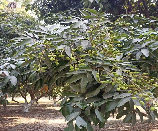 उत्तर बिहार में 28 हजार हेक्टेयर में लीची की खेती होती है।