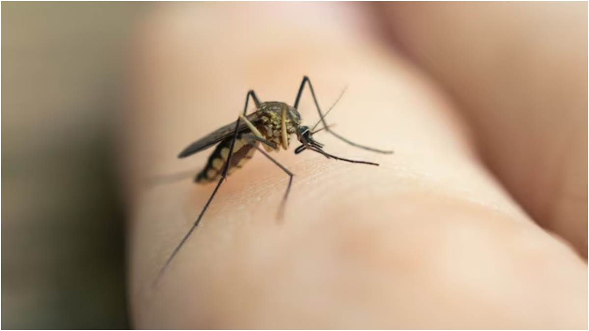 https://www.jagranimages.com/images/newimg/25042023/25_04_2023-malaria-deadly-effects_23394863.jpg