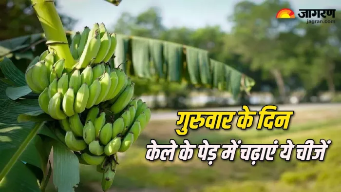 Banana Tree Puja Vidhi गुरुवार के दिन केले के पेड़ में चढ़ाएं ये चीजें।