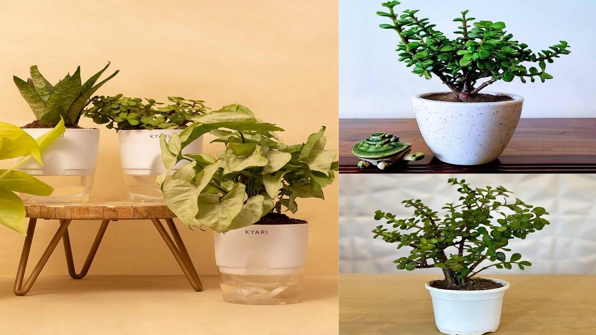 घर की सुख-समृद्धि के लिए Jade Plants माने जाते हैं बेस्ट, वातावरण रखेंगे पॉजिटिव, देंगे मॉर्डन लुक