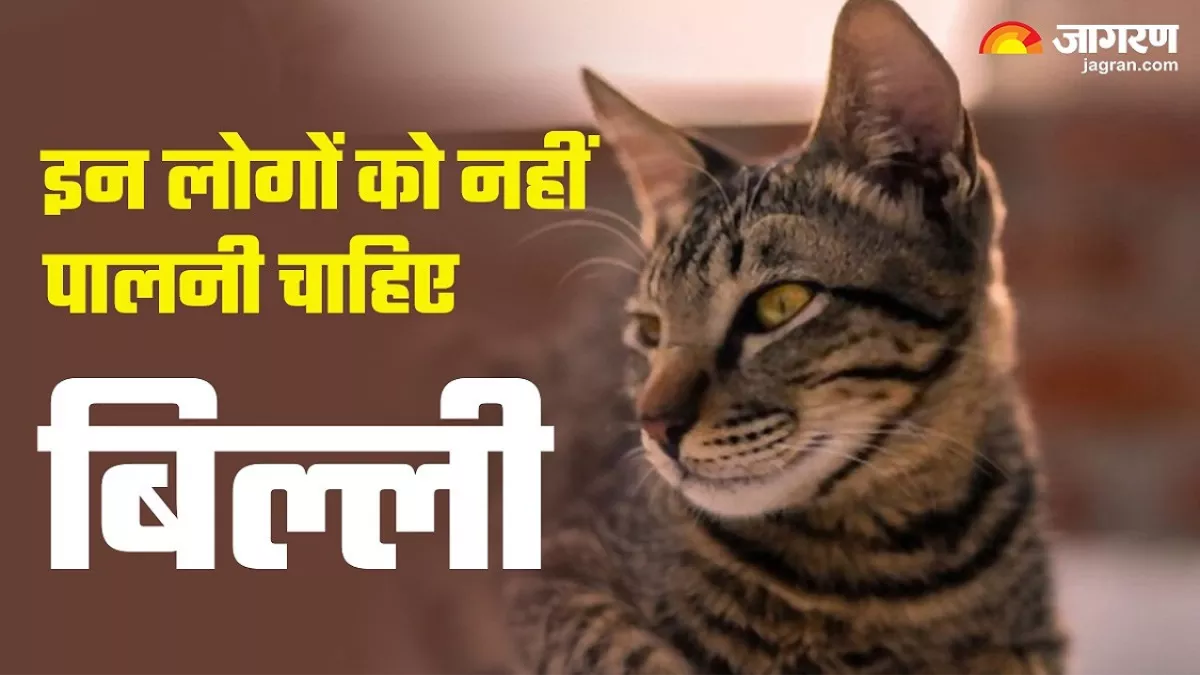 Billi Palna Kaisa Hai: क्या बिल्ली पालने से बढ़ जाती हैं जीवन की मुश्किलें, जानिए किन राशियों को नहीं पालनी चाहिए?