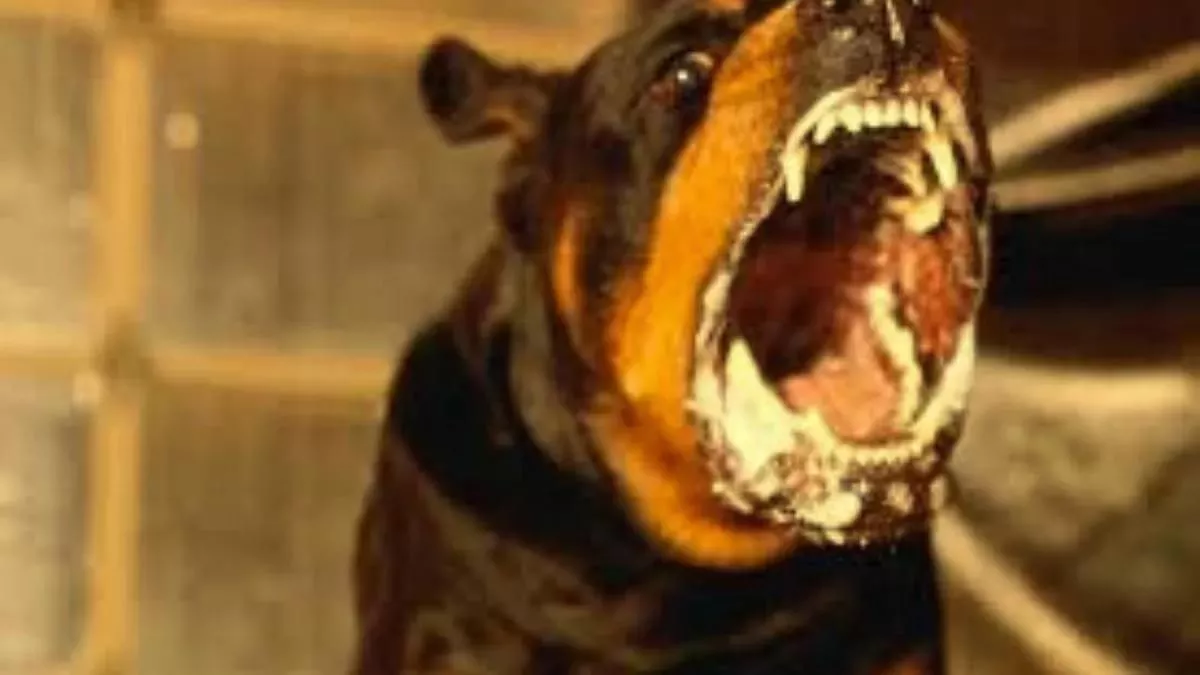 Dangerous Dog: कुत्तों की 23 नस्लों पर बैन मामले में बॉम्बे हाई कोर्ट ने केंद्र से मांगा जवाब, 24 जून तक दिया समय