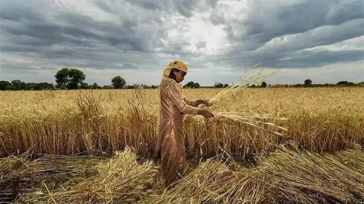 Punjab Farmers News: बढ़ती गर्मी ने नहीं मौसम के अलर्ट ने बढ़ाई चिंता, बारिश से फिर सकता है साल भर की मेहनत पर पानी