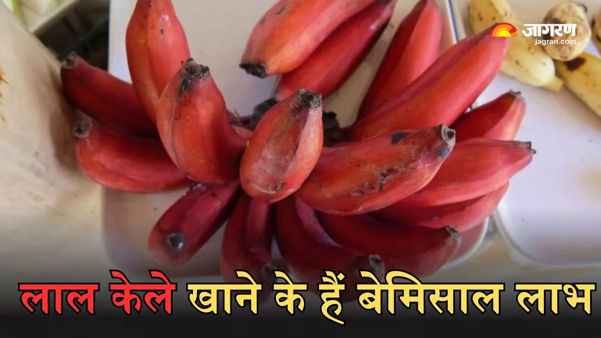 Benefits of Red Banana: पीला नहीं लाल केला है सेहत के लिए ज्यादा बेहतर, फायदे जानकर आप भी रह जाएंगे हैरान