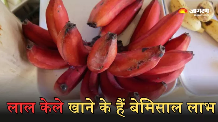लाल केला खाने से हो सकता है कई बीमारियों से बचाव