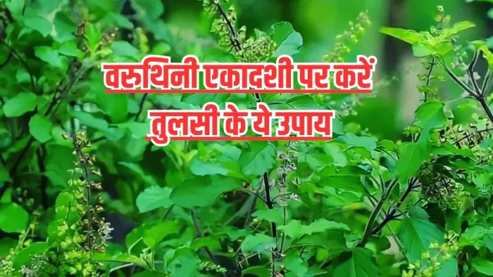 Varuthini Ekadashi 2024: एकादशी तिथि पर तुलसी से करें ये उपाय