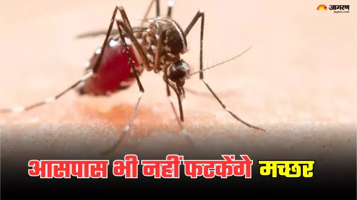 मलेरिया से बचाव को लाइफस्टाइल में करें ये बदलाव। (Image Credit- Freepik)