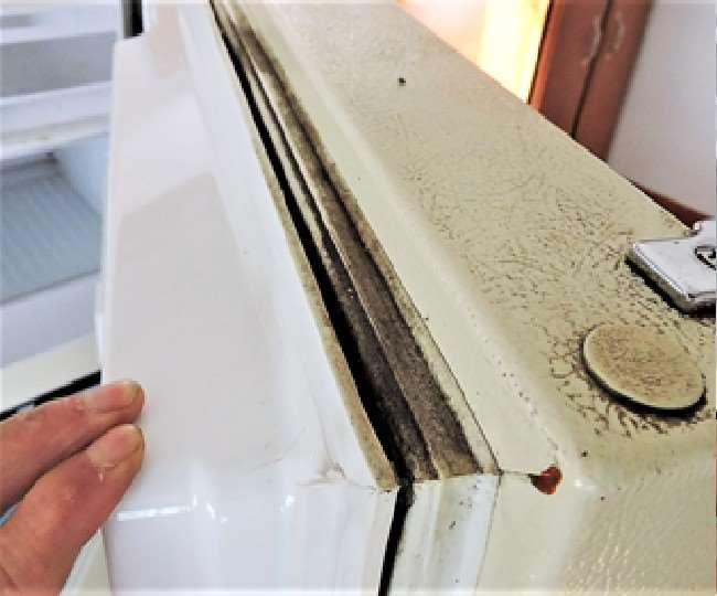 Black Fungus Infection News रेफ्रिजरेटर से ब्लैक फंगस का खतरा नहीं