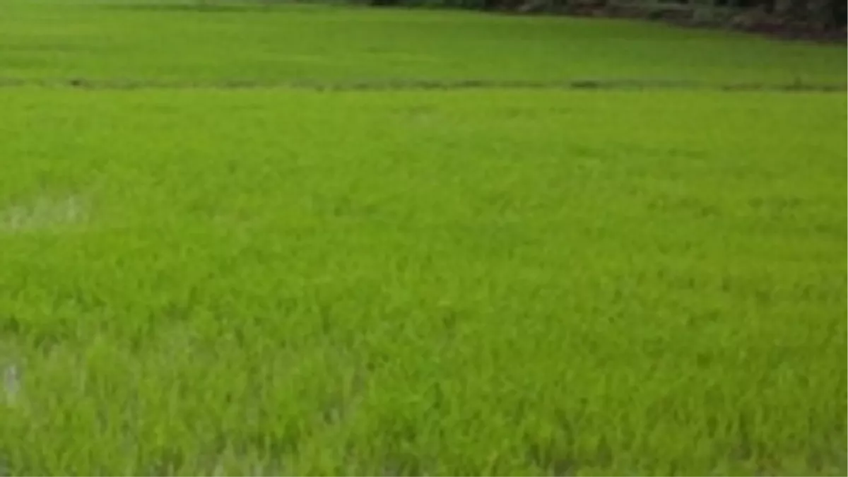 खरीफ फसलों की खेती में समस्तीपुर के किसानों के सामने मौसम और कीट की चुनौती, उत्पादकता प्रभावित