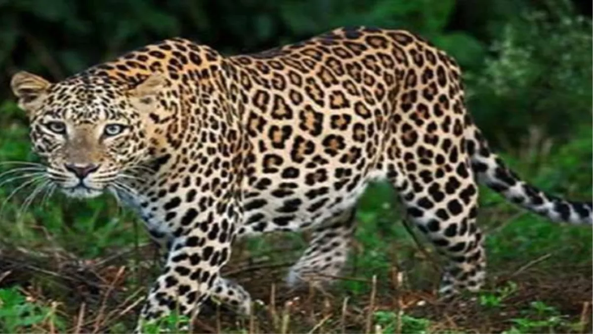 रामपुर में चतुर तेंदुए से ग्रामीणों में दहशत, जहां पर लगाया गया पिंजरा वहां  तेंदुए ने आना छोड़ा - Leopard in Rampur Panic among Villagers Leopard  Stopped Coming where Cage Placed