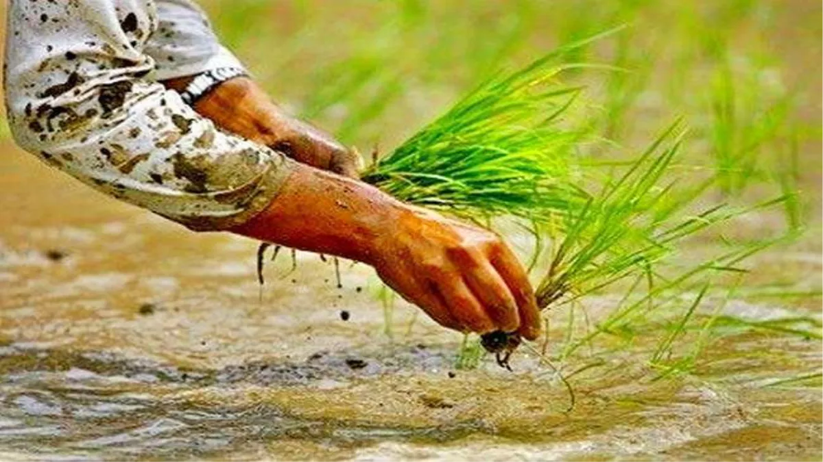 हरियाणा में धान की रोपाई ने बढ़ाई टेंशन, जल संरक्षण करना बना चुनौती