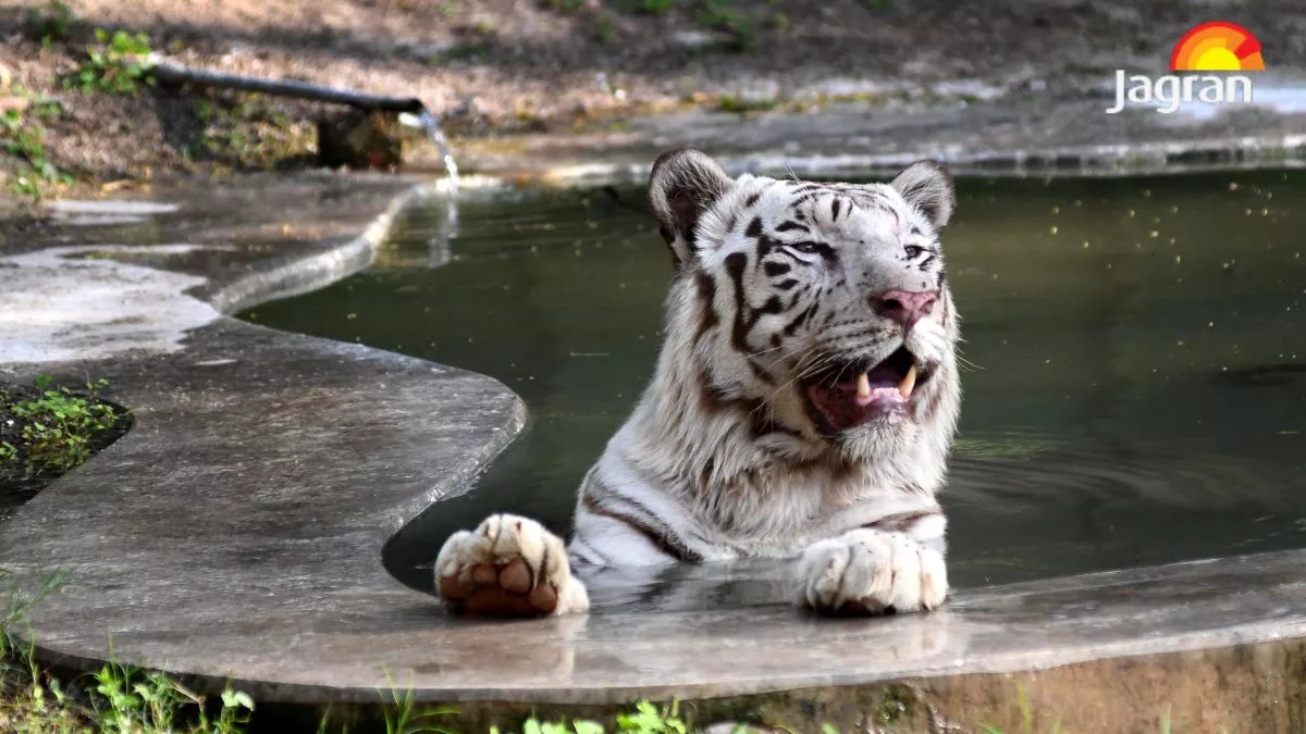 Delhi: शेर लगा रहे तालाब में डुबकी, भालू खा रहे आइसक्रीम; नौतपा में इंसानों के साथ-साथ जानवर भी परेशान