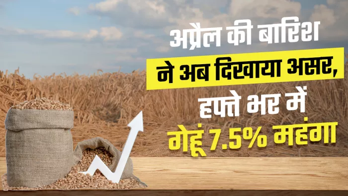 Wheat Price: किसान खुले बाजार में एमएसपी से ज्यादा दाम पर बेच रहे गेहूं, सरकारी खरीद लक्ष्य से काफी पीछे