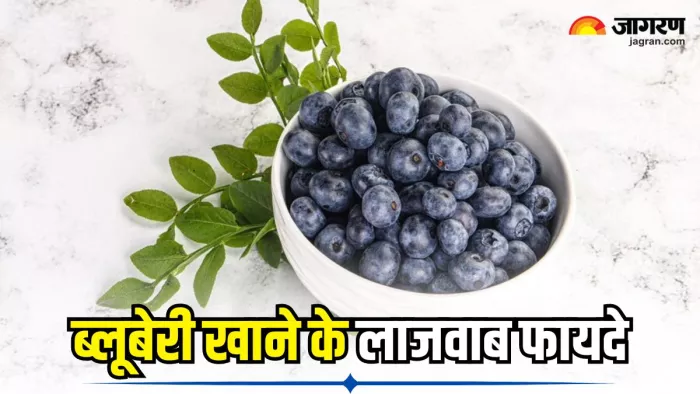 रोजाना खाएं ब्लूबेरी, मिलेंगे ऐसे फायदे कि आप भी रह जाएंगे हैरान (Image Source: Freepik)