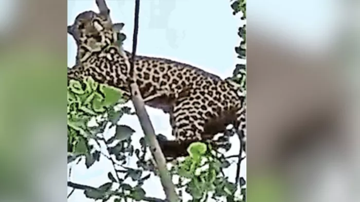 Leopard In Amroha: तेंदुआ ने किशोर पर हमला कर घायल किया। (फाइल फाेटो)