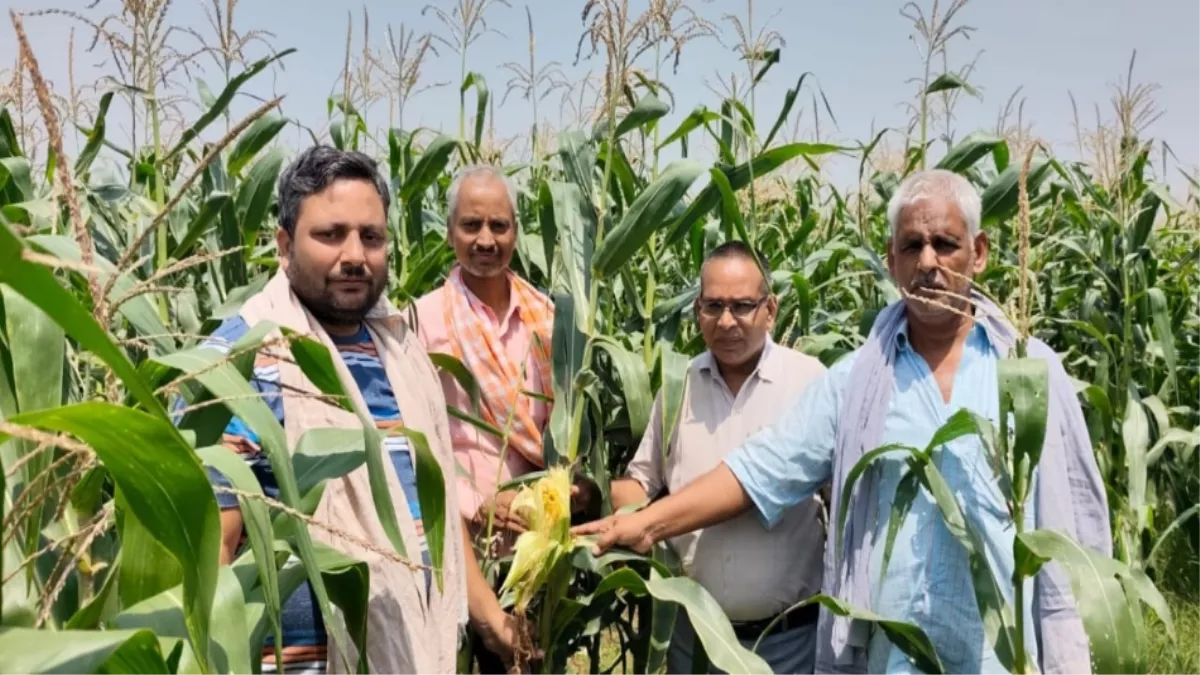 Bihar Farmers: किसानों की बढ़ेगी आमदनी, इन दो फसलों की खेती पर मिल रहा 50 प्रतिशत का अनुदान; तुरंत उठायें लाभ