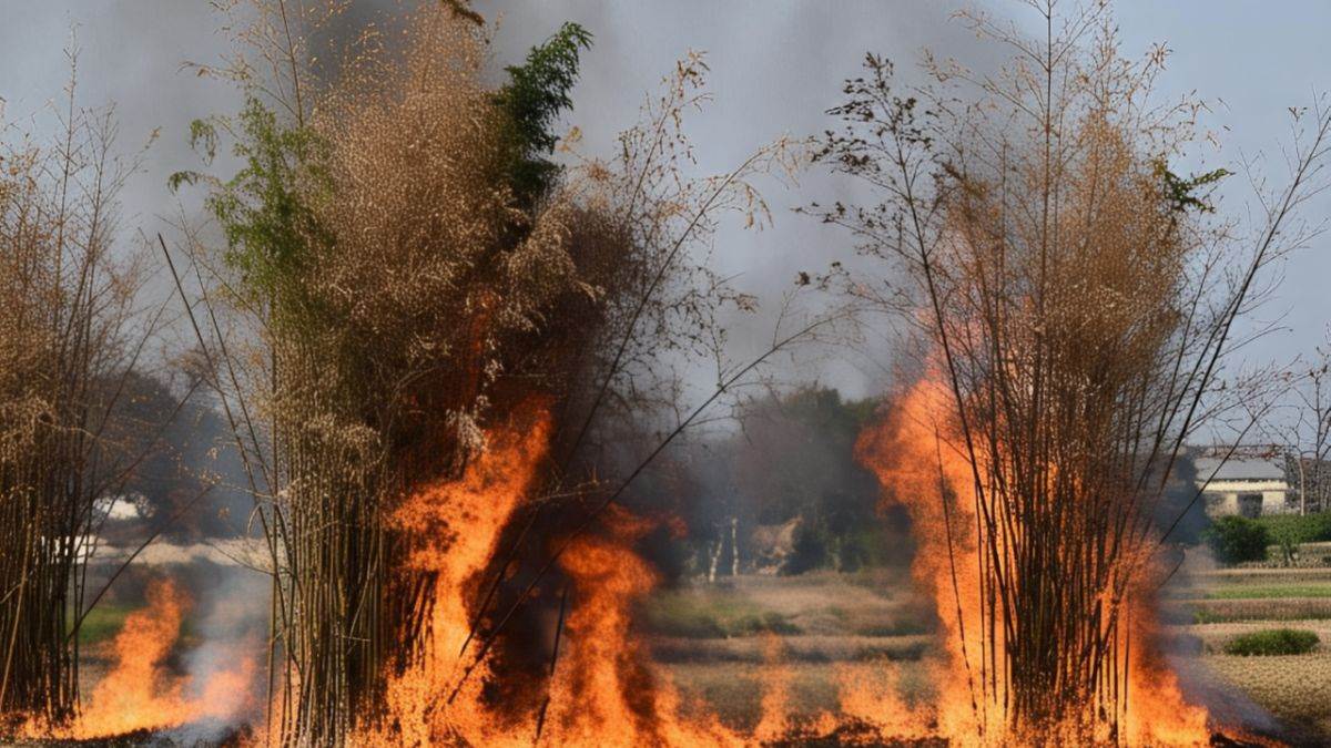 https://www.jagranimages.com/images/newimg/25052025/25_05_2025-nagpur_bamboo_crop_23946612.jpg