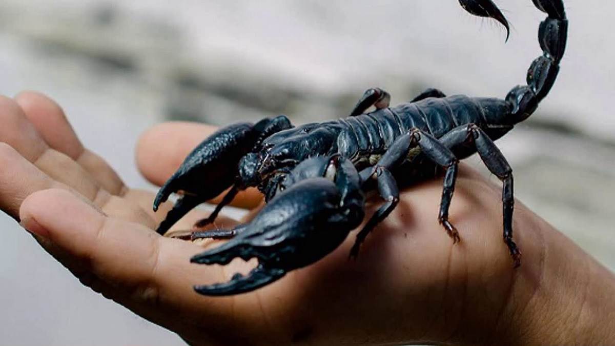 after killing the scorpion in mahoba youth reached the district hospital