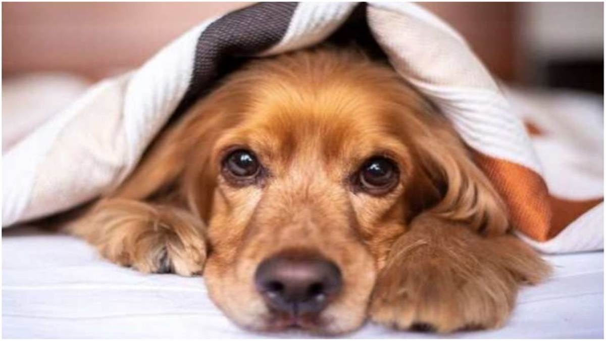 lucknow municipal corporation is preparing dog husbandry control manual and in this dog lovers will no longer be able to keep more than two dogs